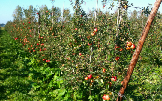 Appels plukken in Noord-Holland