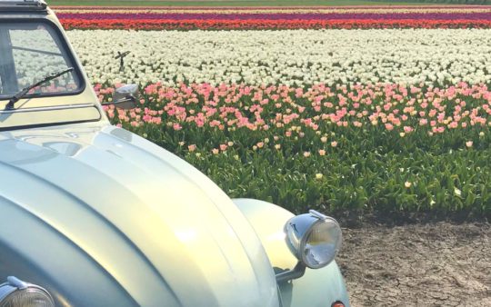 6 tips voor tulpen bezoeken in Noord-Holland